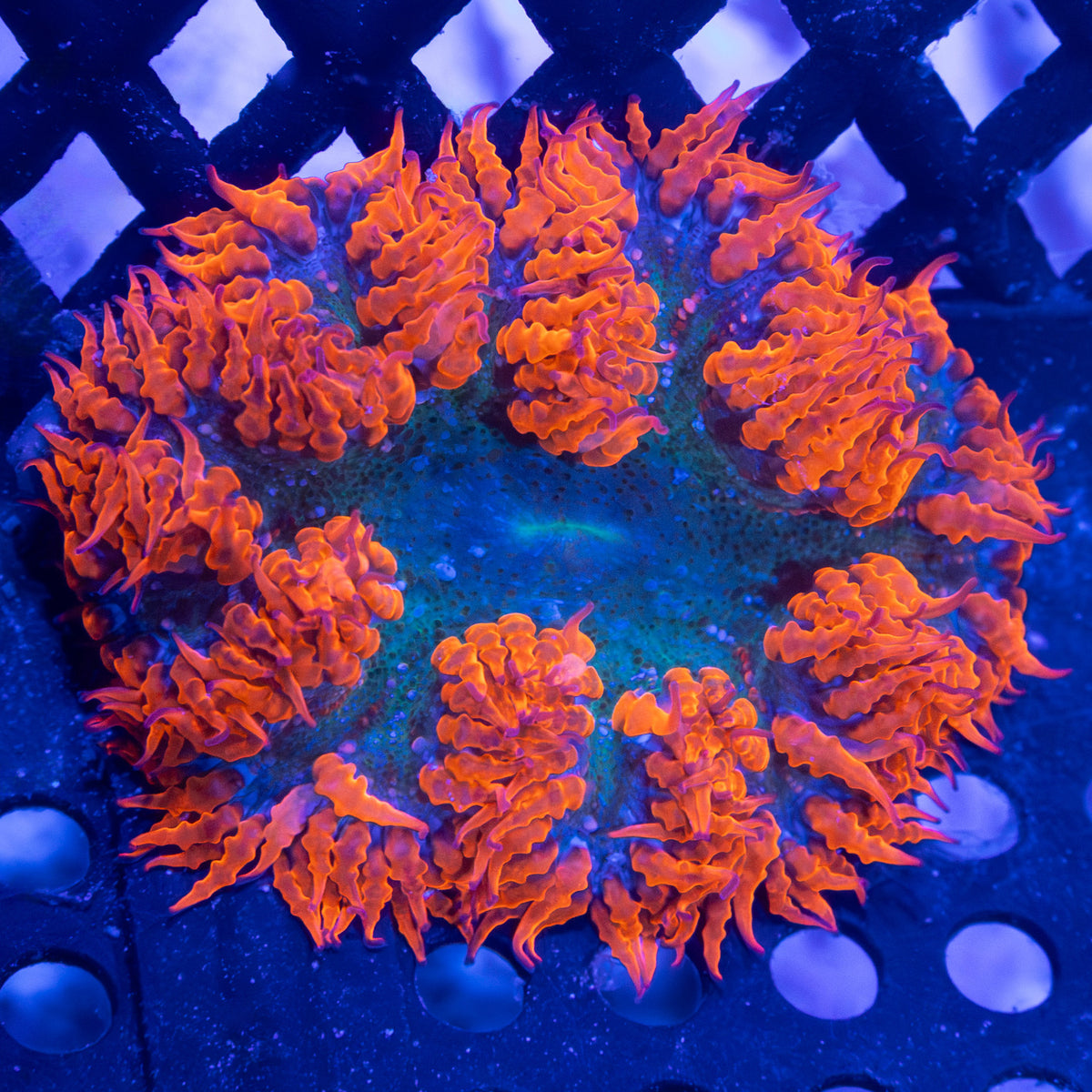 Red Green Blue Rock Flower Anenome