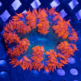 Red Green Blue Rock Flower Anenome