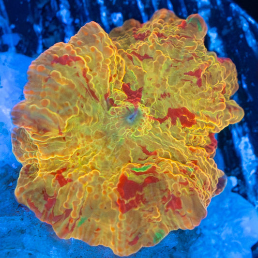 3 Color Jawbreaker Mushroom Coral (Lots of Green)