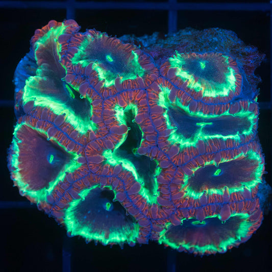 Rainbow Blastomussa Coral