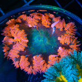 Rock Flower Anemone