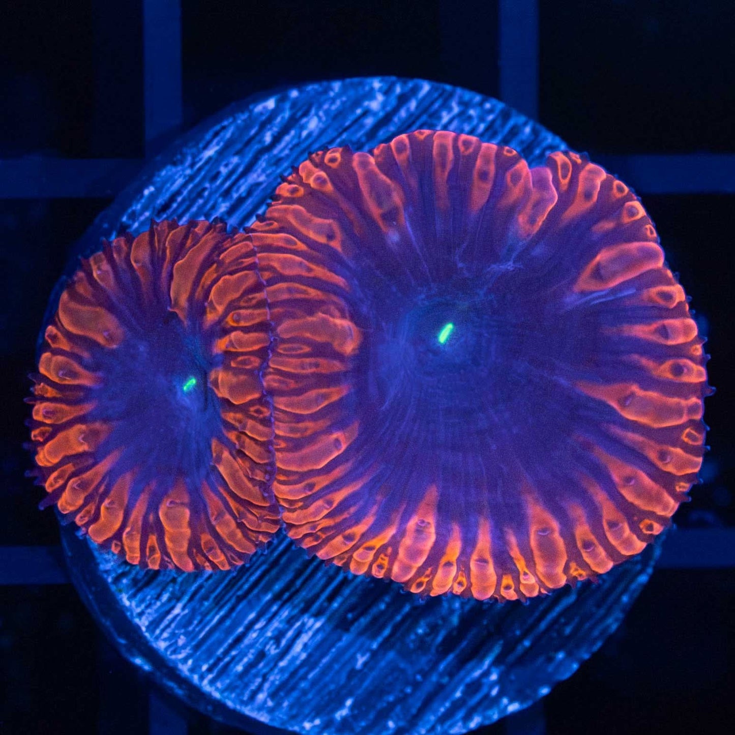 Midnight Blue Blastomussa (2 Polyps)