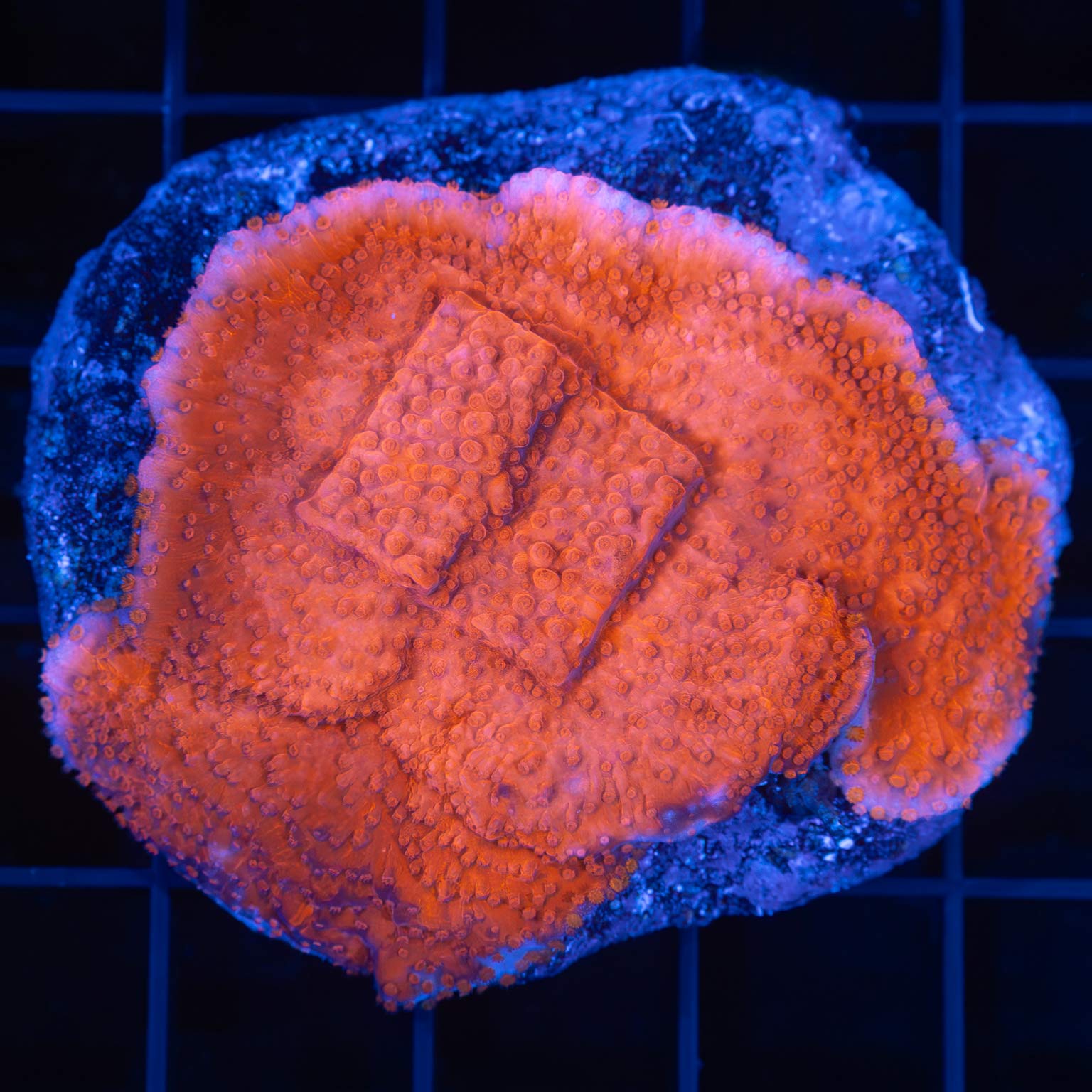 Red Montipora Colony 2.5"
