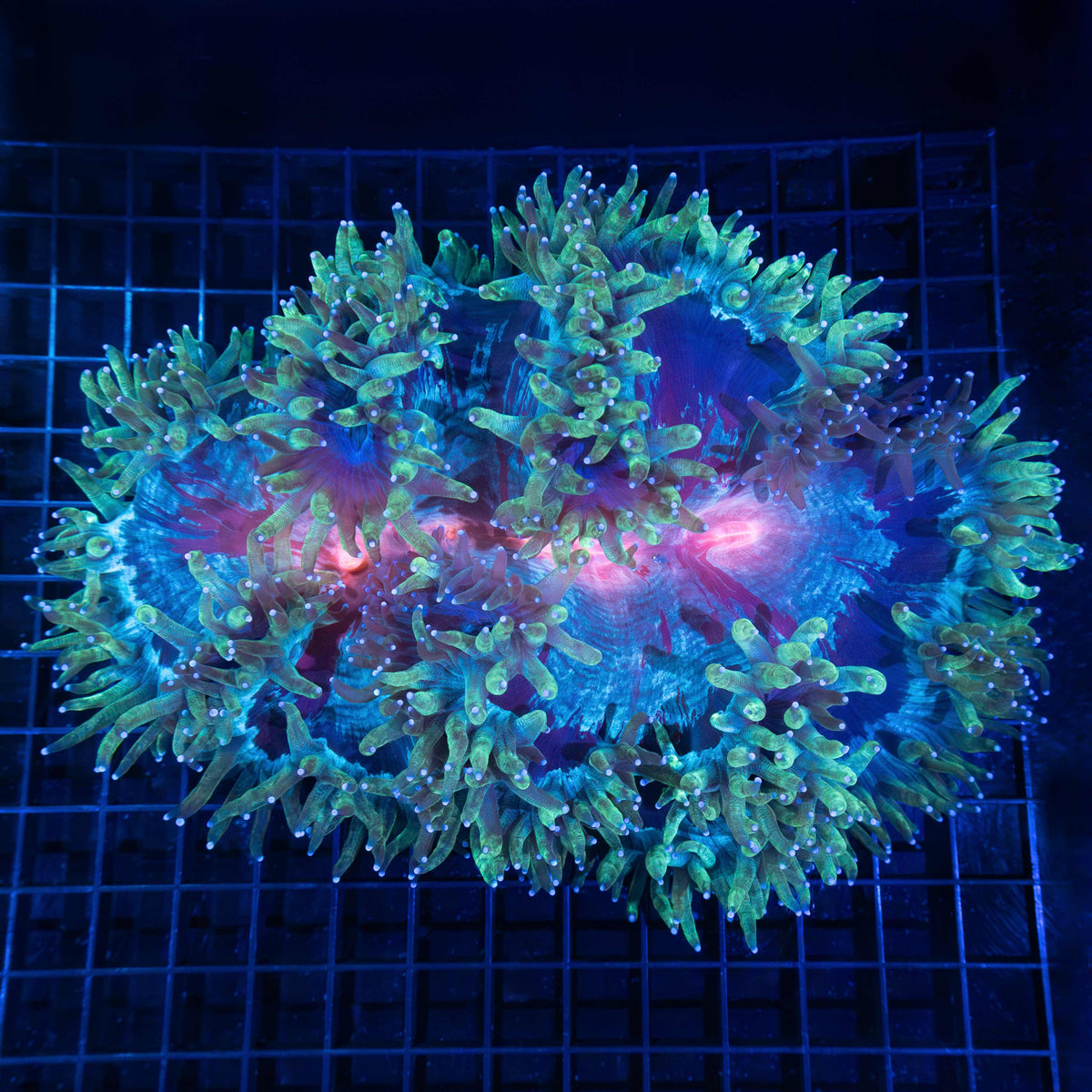 Rainbow elegance coral 9"
