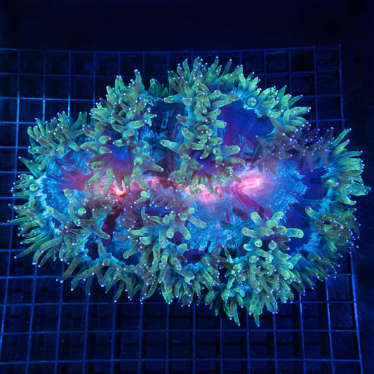 Rainbow elegance coral 9"