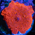1" Red Mushroom 2