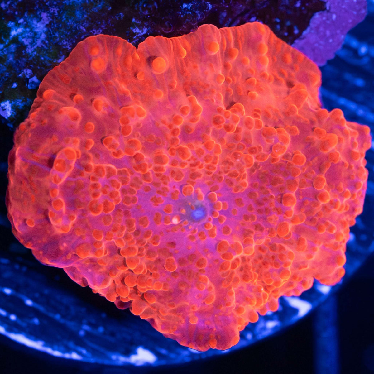Red Mushroom Coral