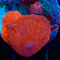 Colony of Red Mushrooms