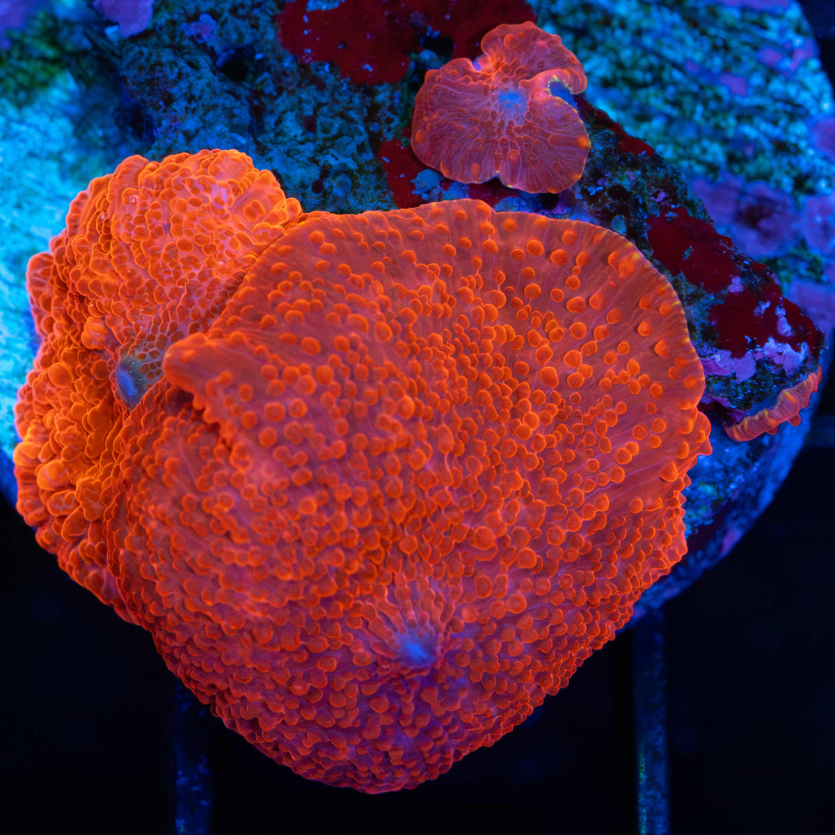 Red mushroom coral colony