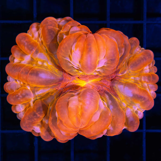 Red, Orange, Yellow, Cynarina