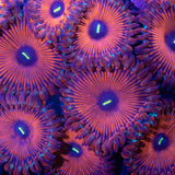 Red People Eater Zoa Colony