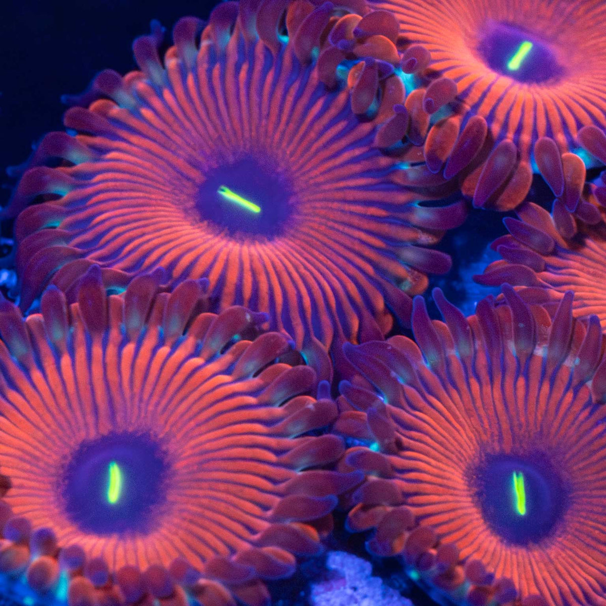 Red People Eater Zoa zoanthid under blue aquarium lighting
