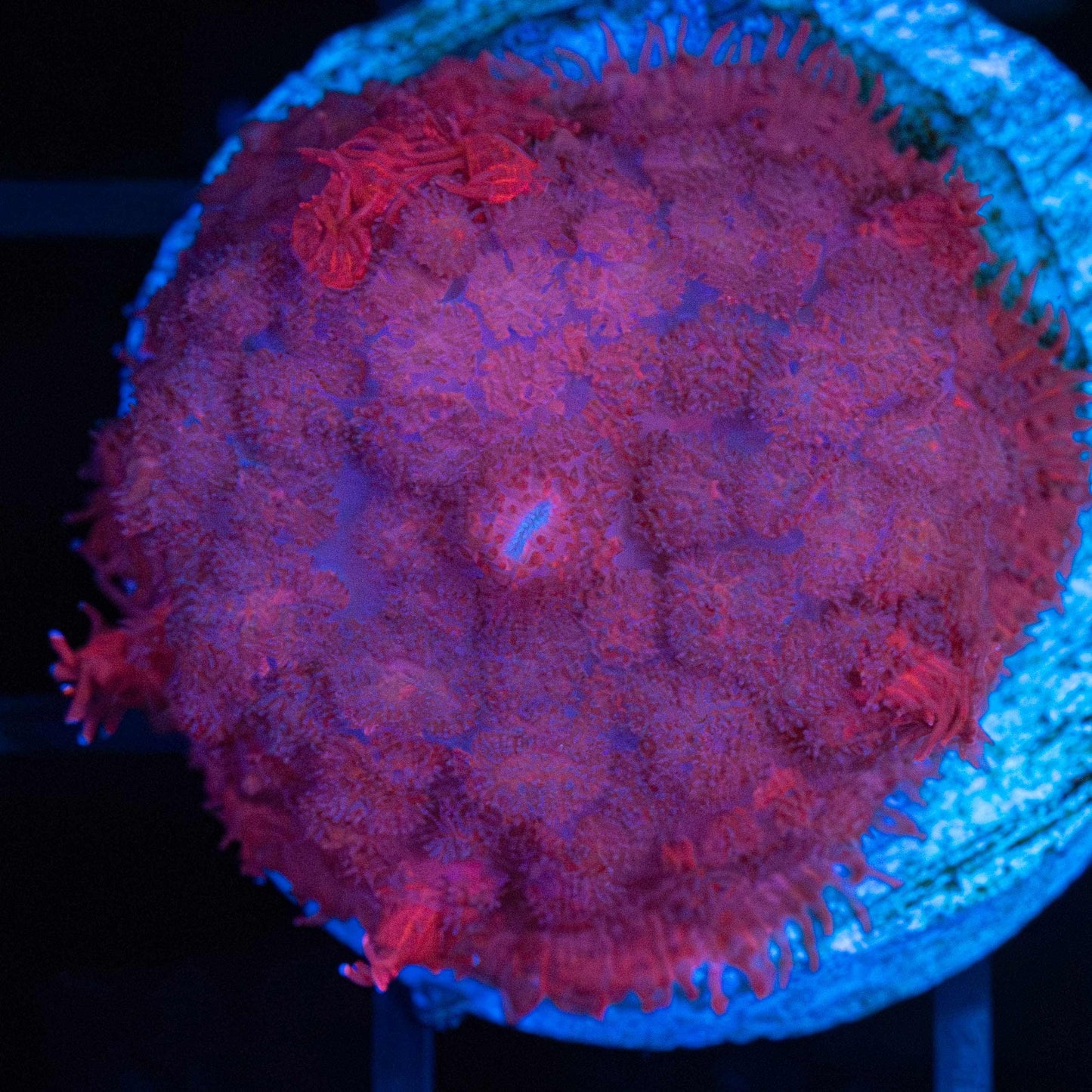 Red Pincushion Mushroom Coral