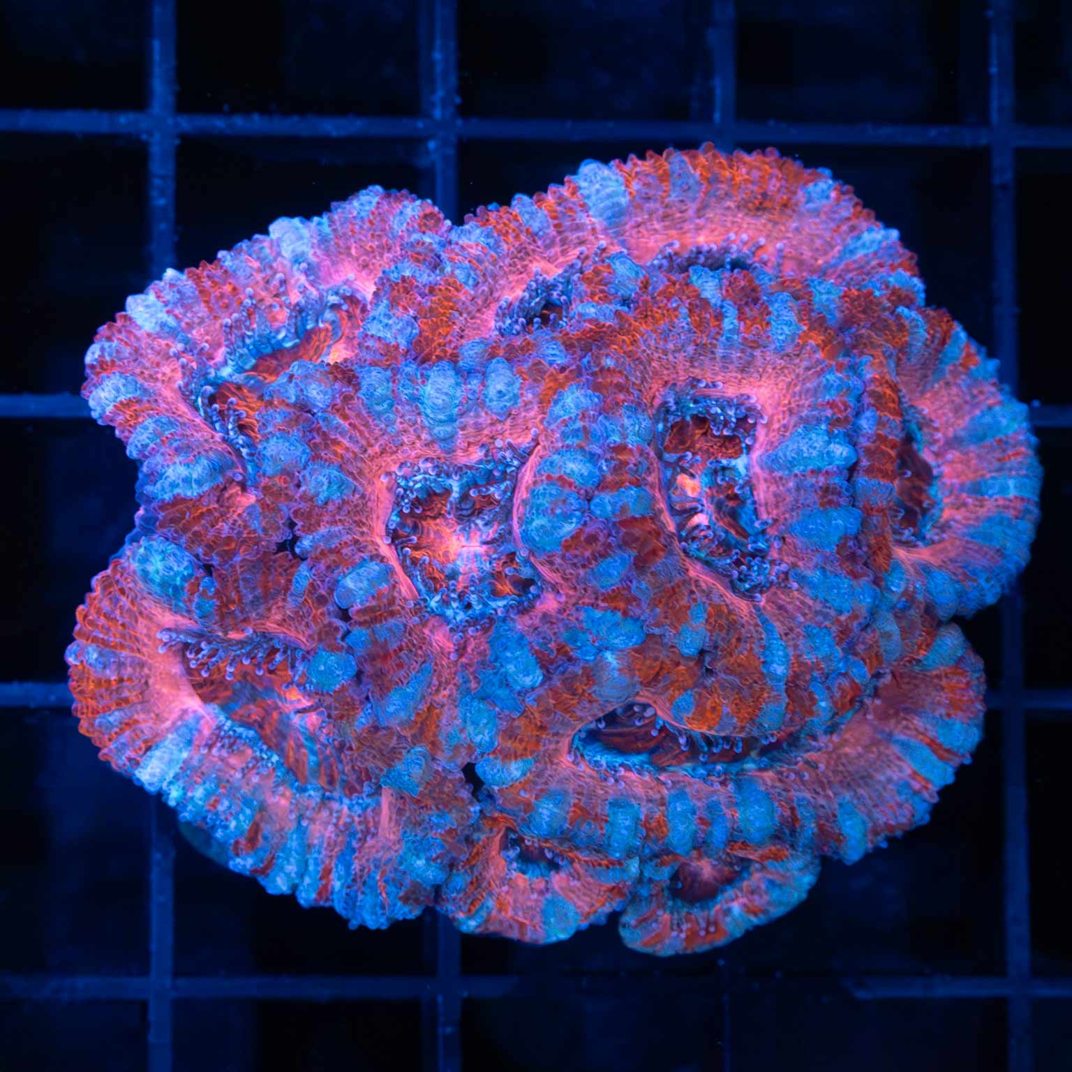 Red Pink Blue Acan Mini Colony