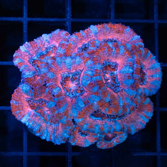 Red Pink Blue Acan Mini Colony
