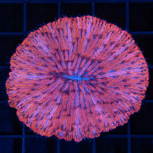 Malaysian Red Plate Coral (Hard to Find Color)