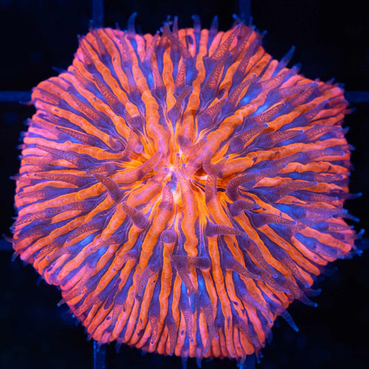 Red Orange Blue Plate Coral 