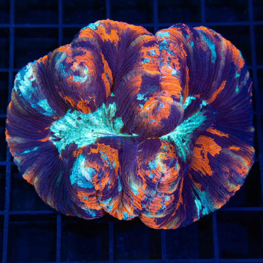 4 Color Trachyphyllia (Brain Coral) 3.25"