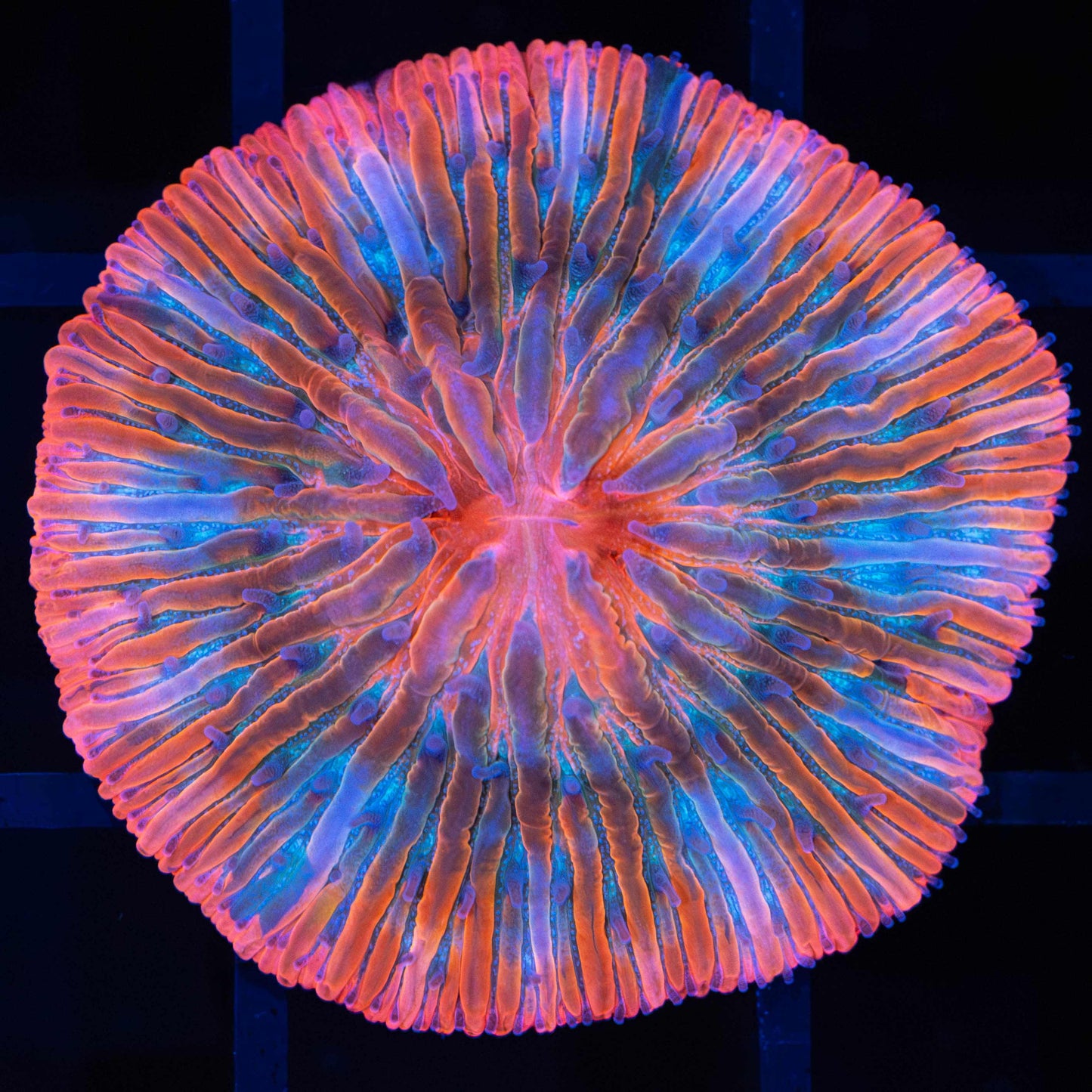 Red Rainbow Plate Coral