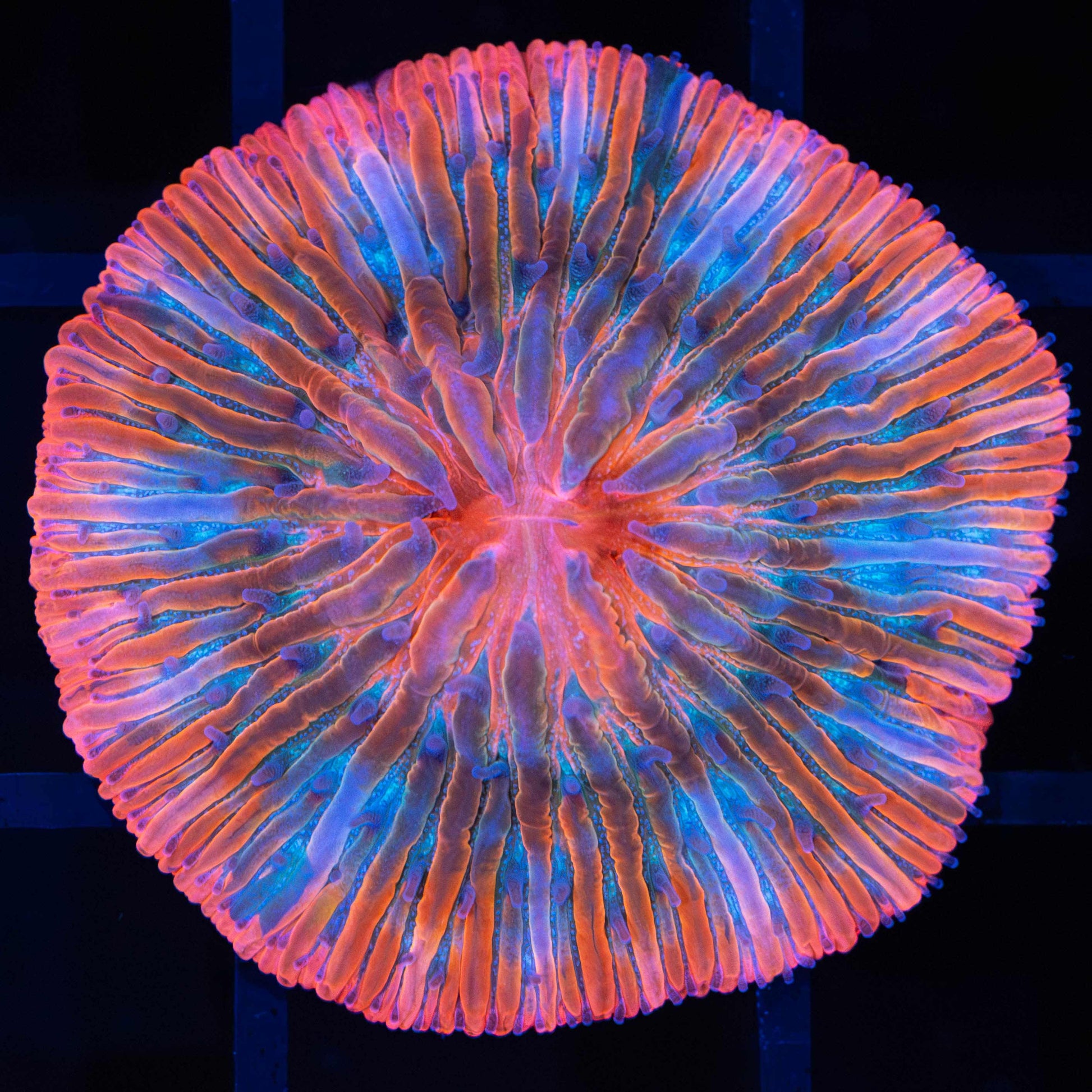 Red Rainbow Plate Coral
