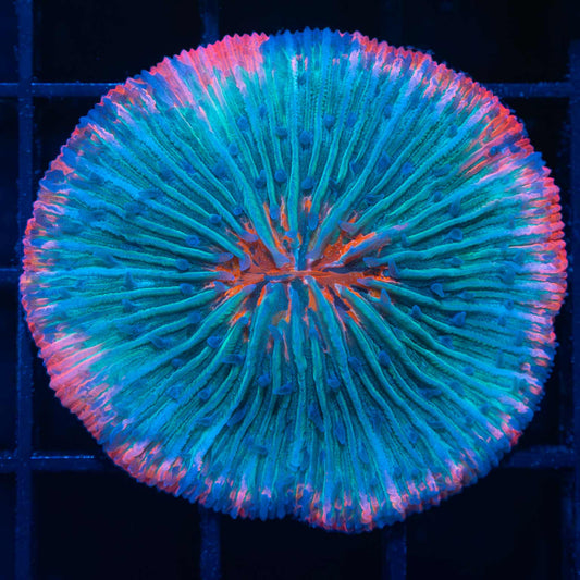 red rim splatter mouth plate coral 2"