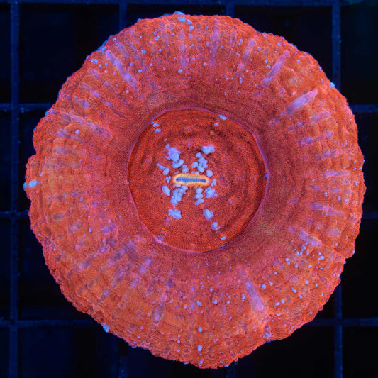 Red Blue Spec Scoly 2"