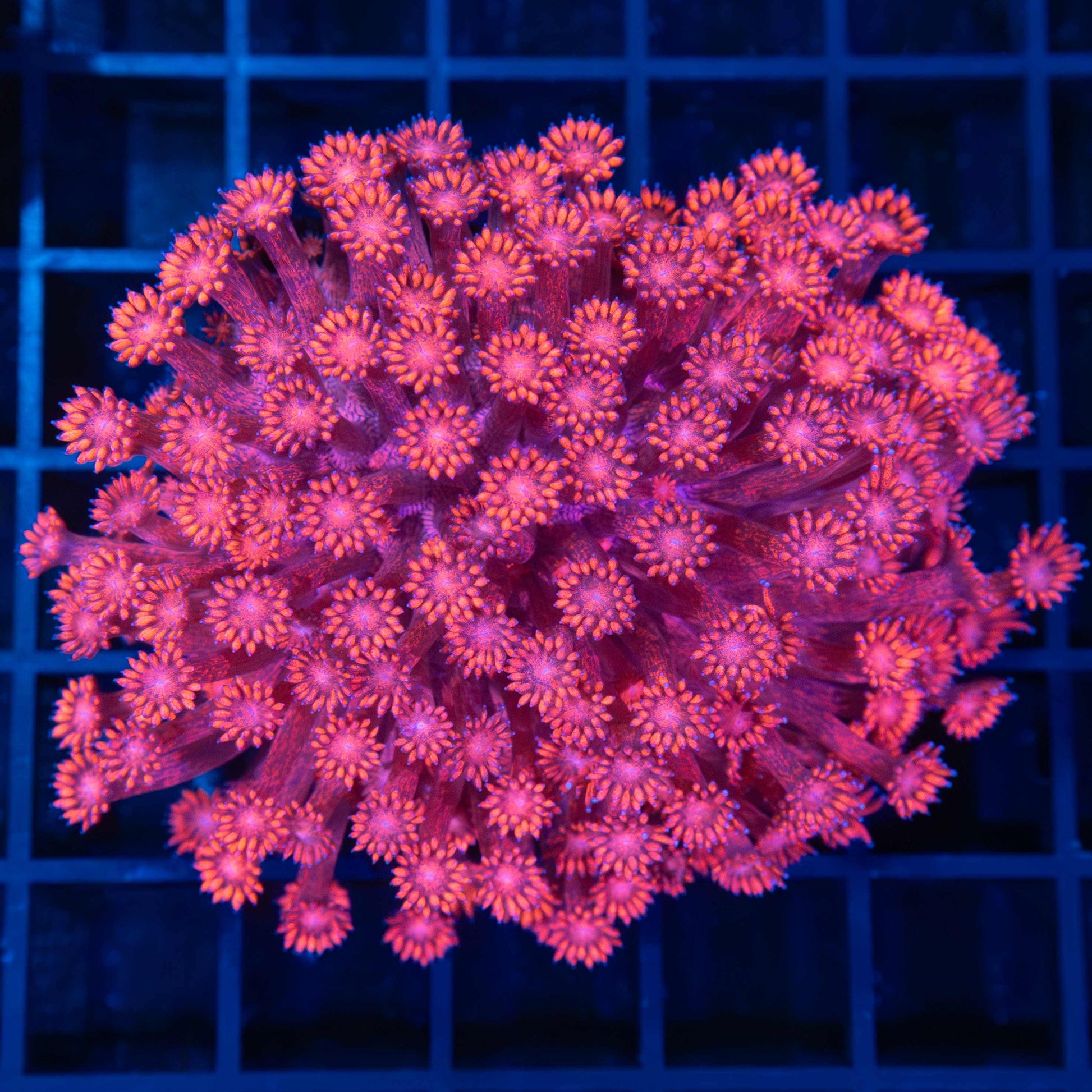 red Goniopora colony