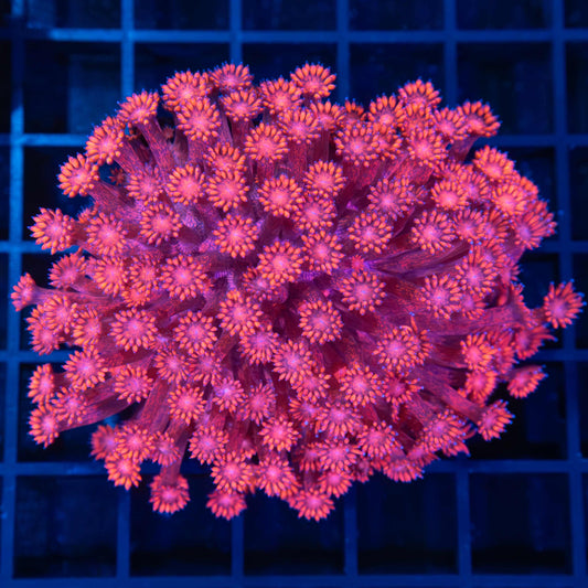 red Goniopora colony