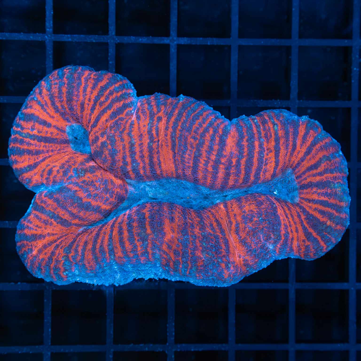 Red and Purple Stripe Lobophyllia 3.5"
