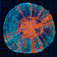 3 Color Acanthophyllia 4"