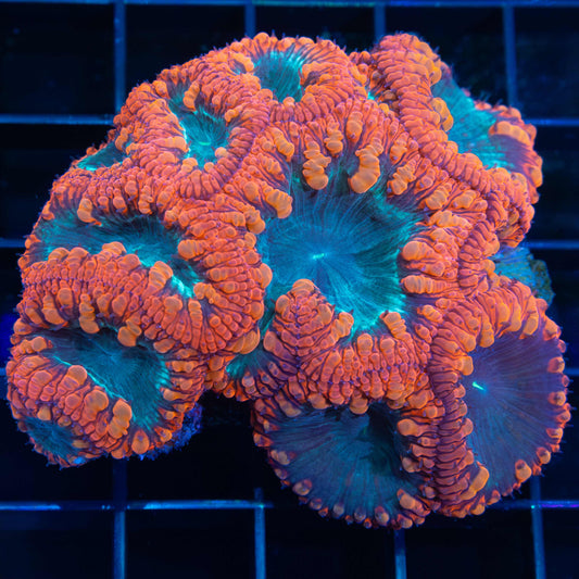 Red Teal Blue Blasto Colony