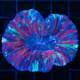 red teal blue trachyphyllia
