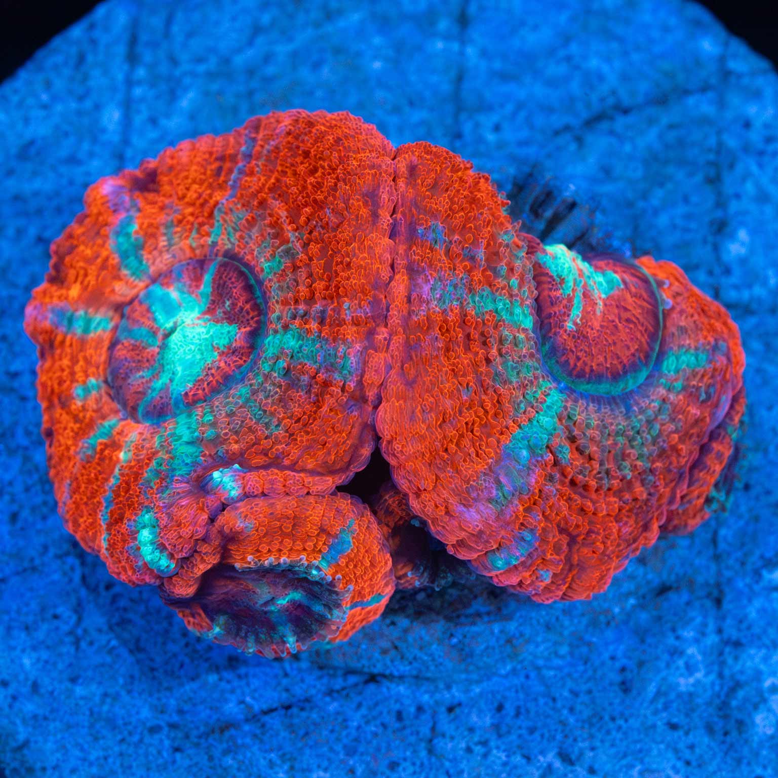 Large Polyp Asian Acan