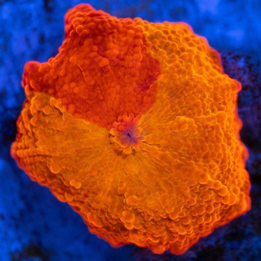 Red Wedge Jawbreaker Mushroom