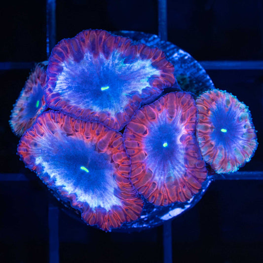 Red, White, Blue Pink Blasto