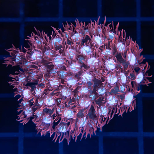 Red White and Blue Goni (Tank Grown)
