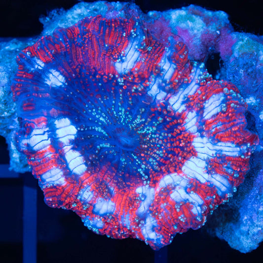 Red White and Blue Mushroom Coral (Unique!)