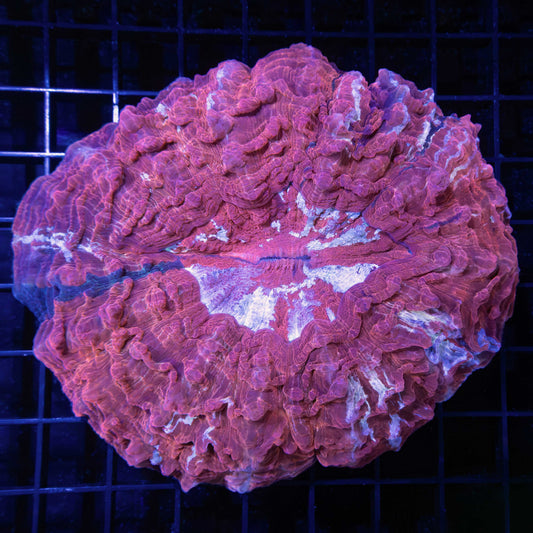 Large Red Wine Acanthophyllia 5"