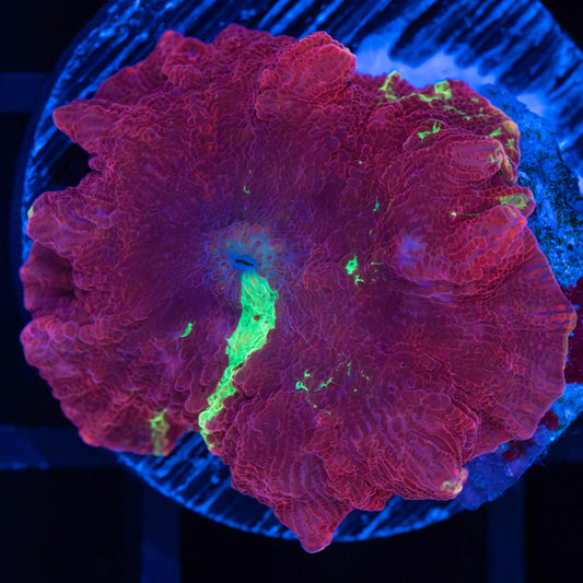 Red Wine Eclectus Mushroom