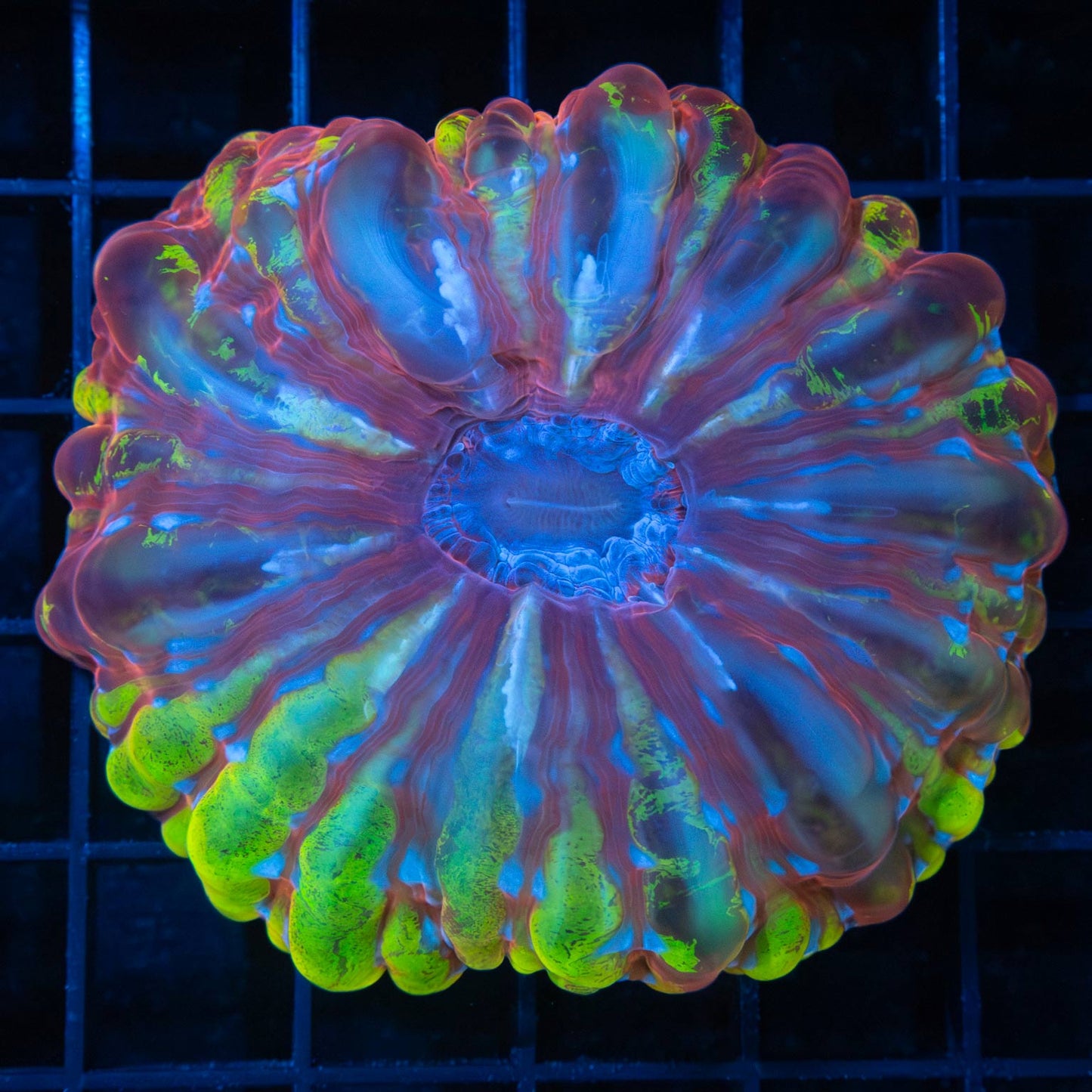 Red Yellow Blue Cynarina 3.5" (Nice!)