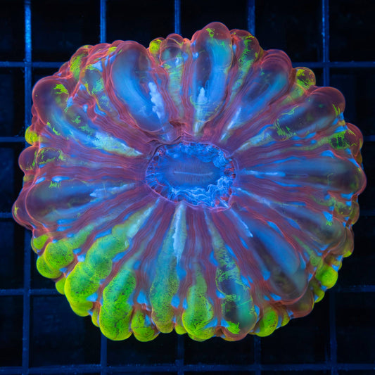 Red Yellow Blue Cynarina 3.5" (Nice!)