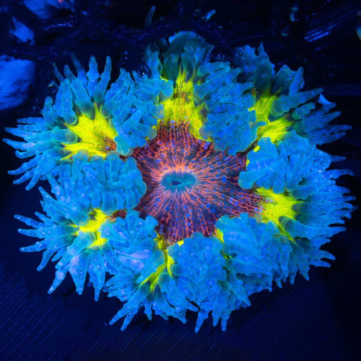 rock flower anemone red yellow blue
