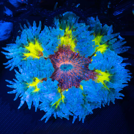 rock flower anemone red yellow blue