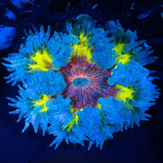 rock flower anemone red yellow blue