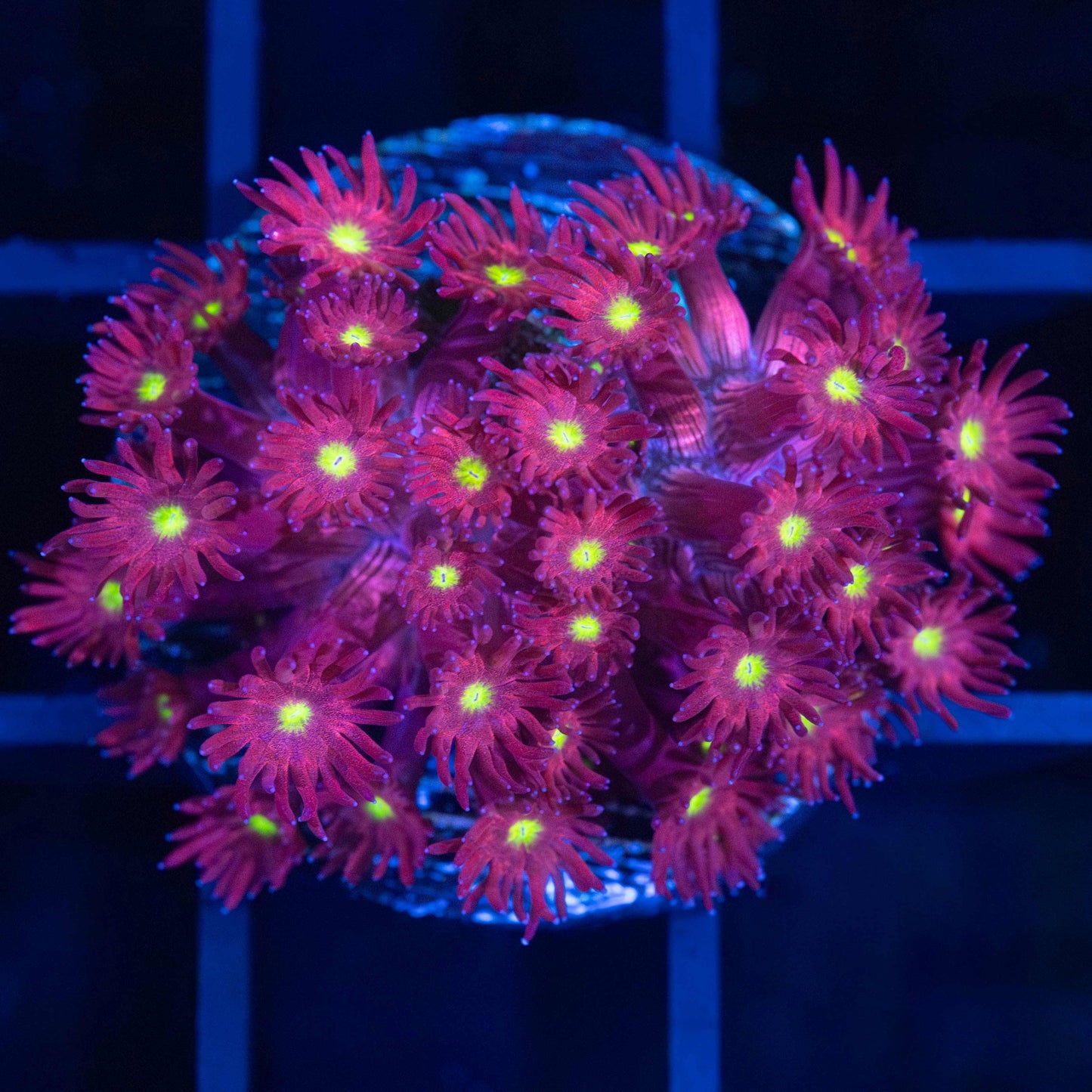 Magenta Yellow Eye Goniopora