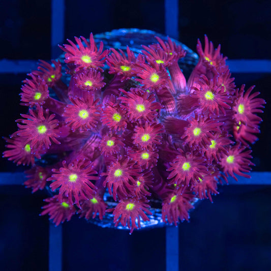 Magenta Yellow Eye Goniopora