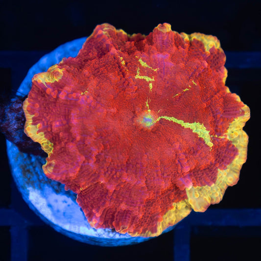 Super Red Jawbreaker Mushroom Coral