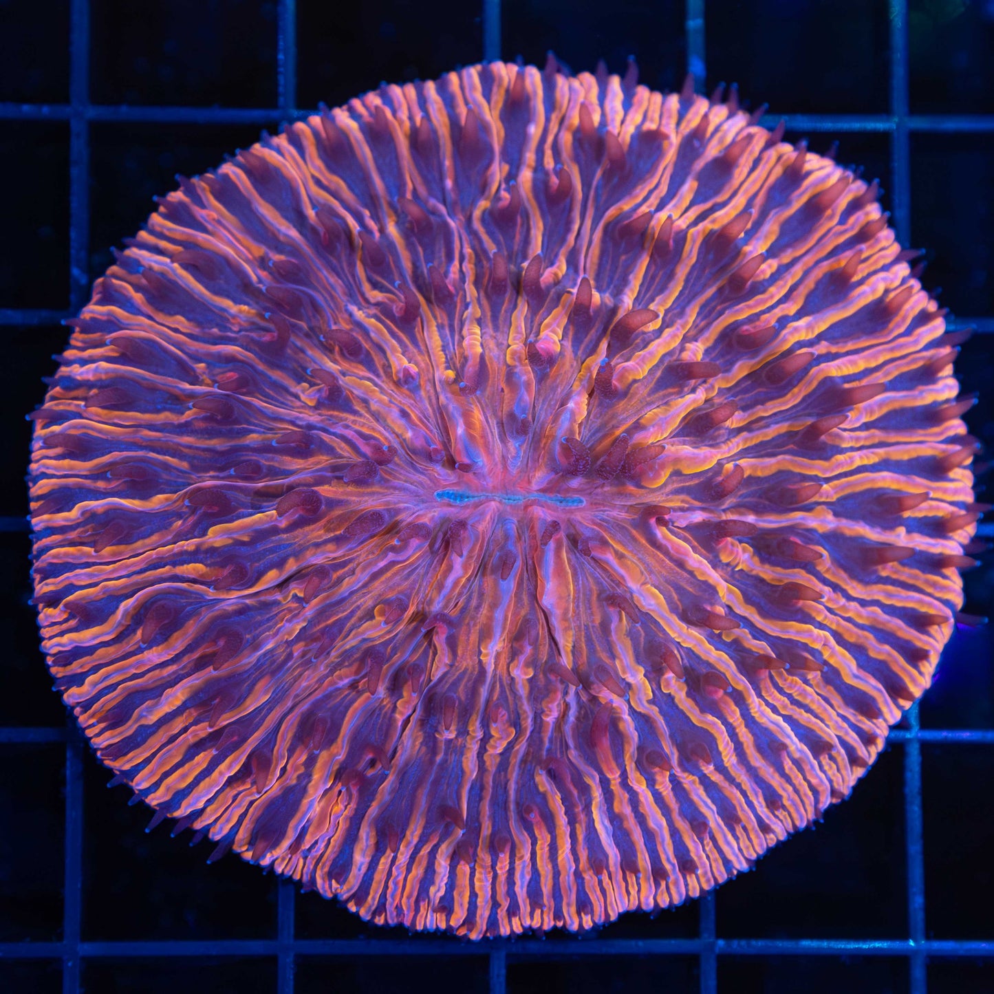 Large Reddish Orange Plate Coral