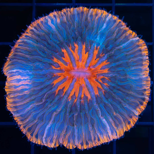 Reddish Orange And Blue Plate Coral 2.25"