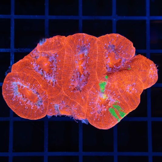 Reverse Bleeding Apple Bowerbanki Colony